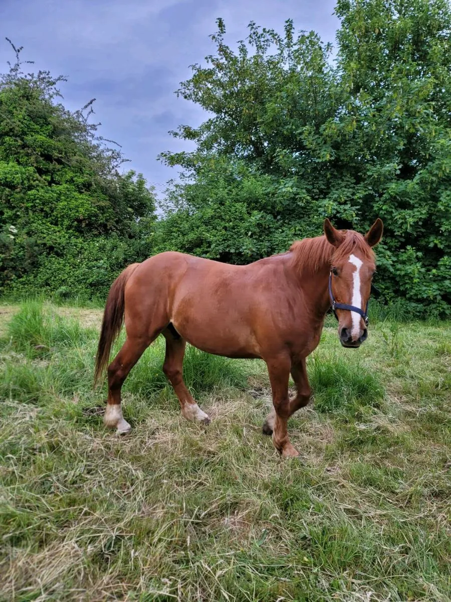 Companion horse - Image 2