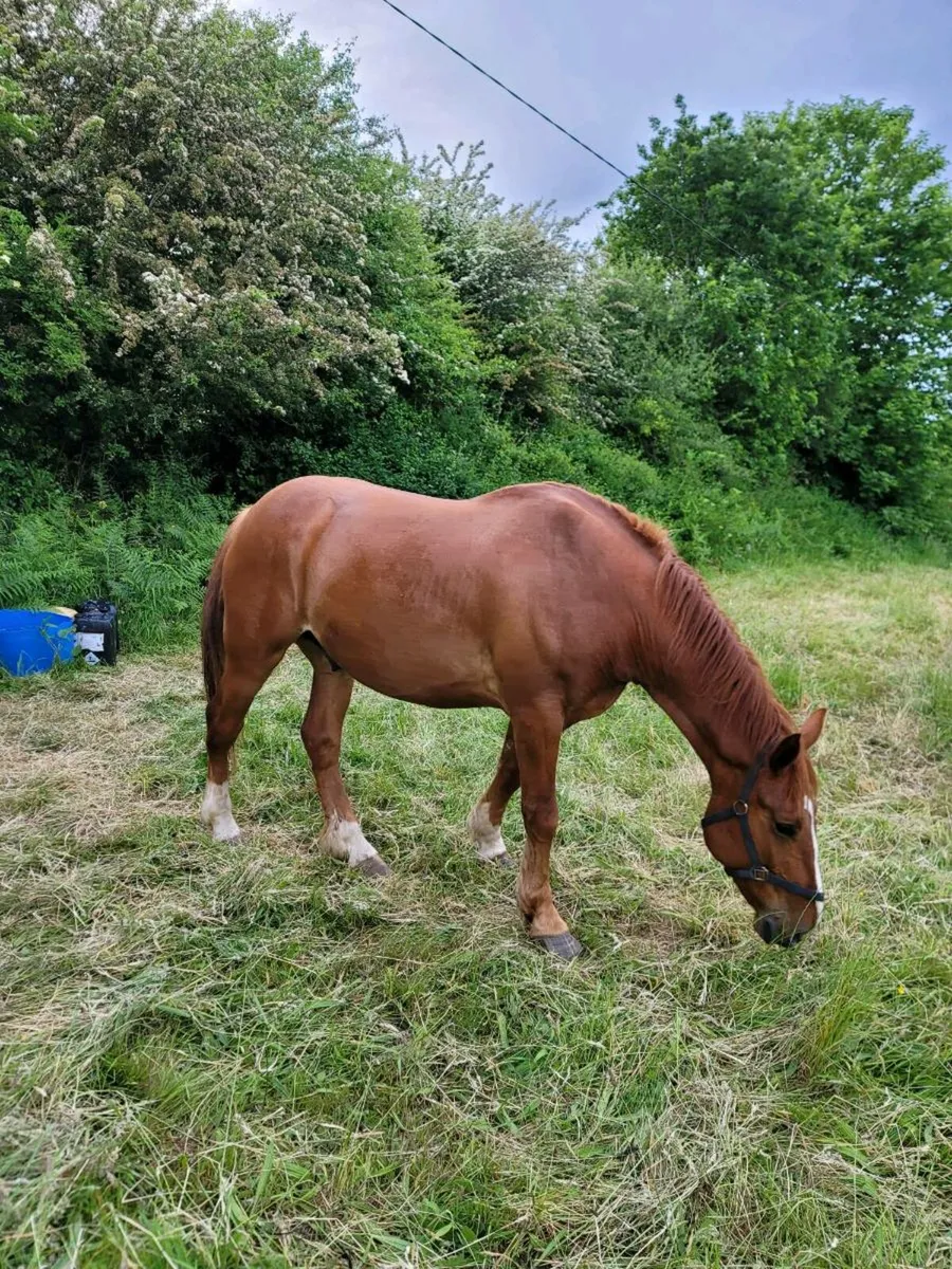 Companion horse - Image 3