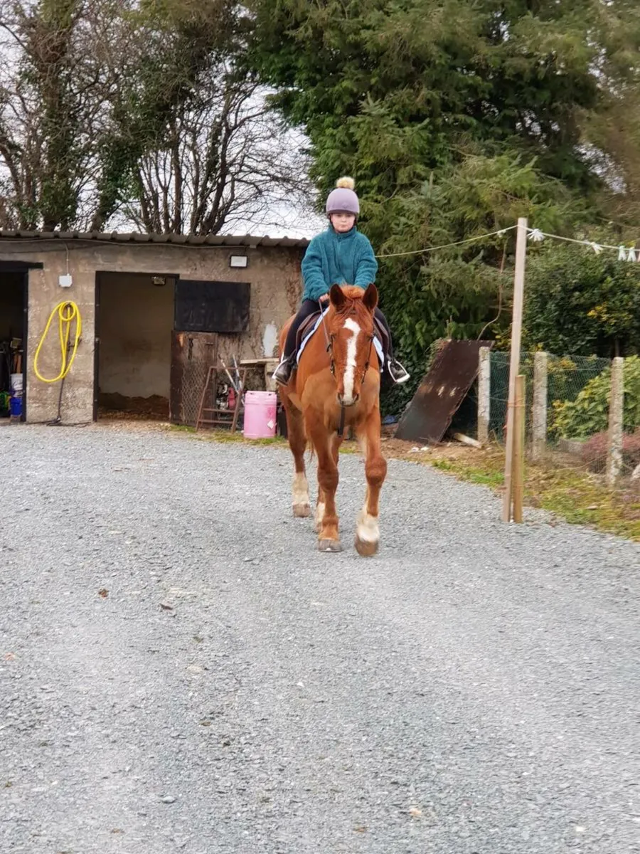 Companion horse - Image 4