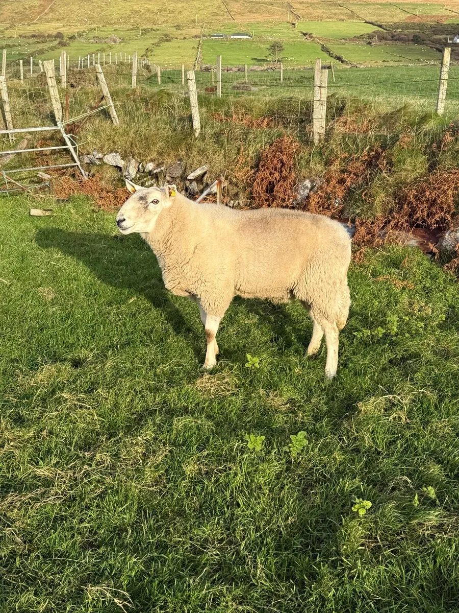 Rams - Image 1
