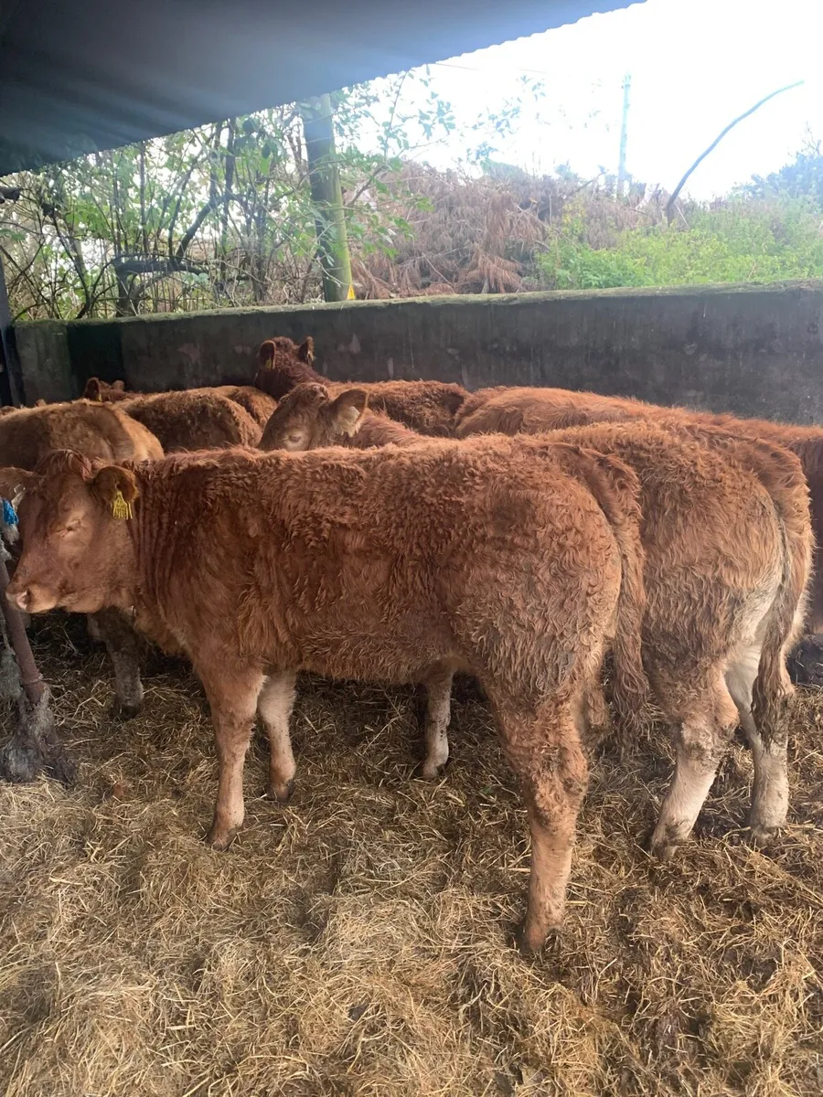 8 Super Quality LMX Heifers for sale - Image 2