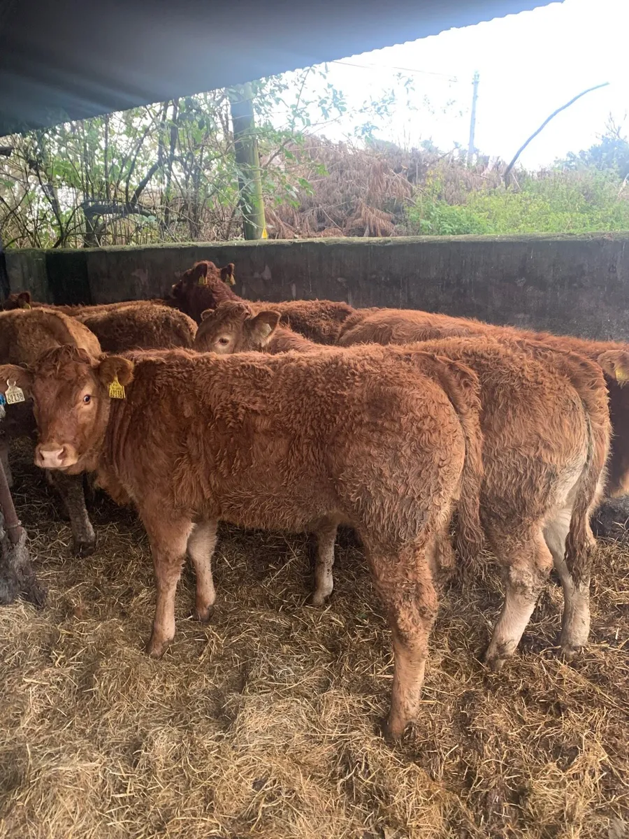 8 Super Quality LMX Heifers for sale - Image 3