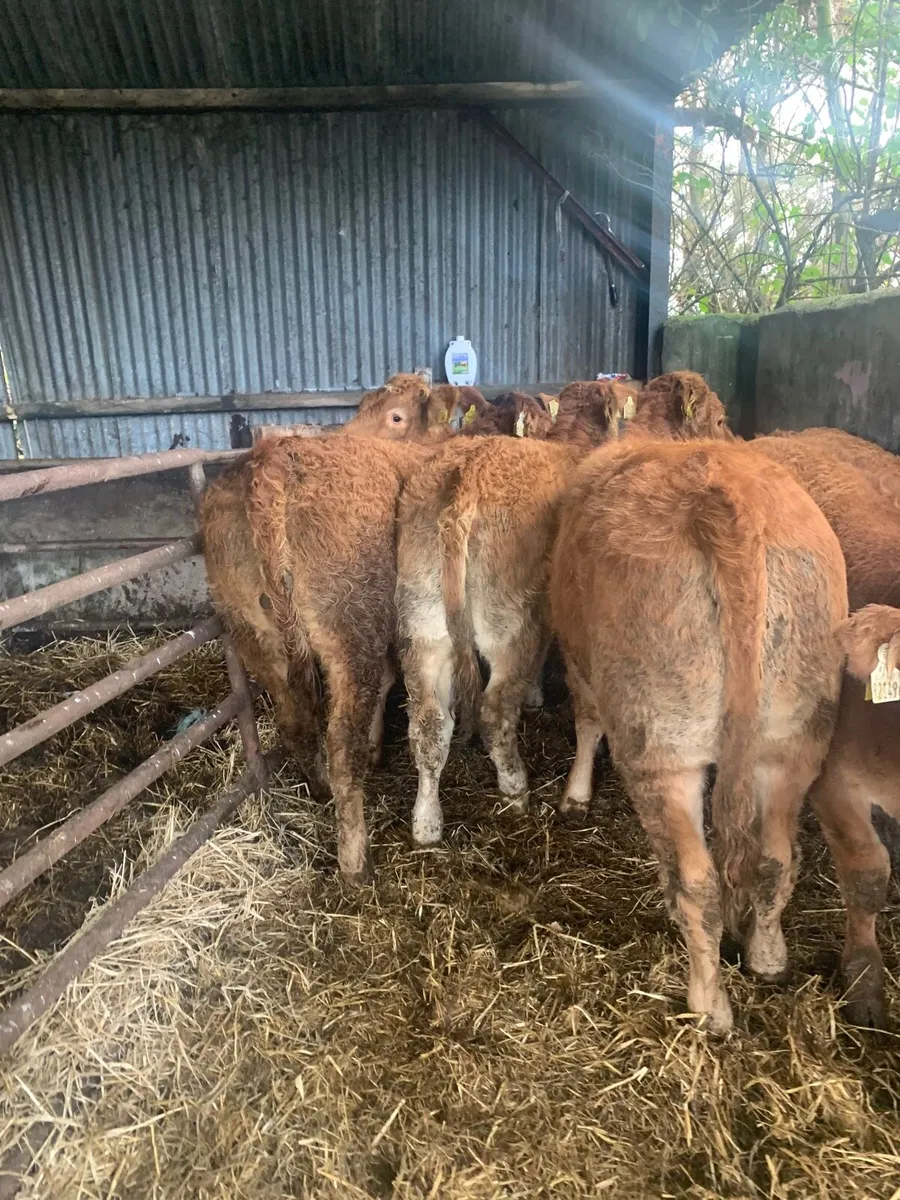 8 Super Quality LMX Heifers for sale - Image 4