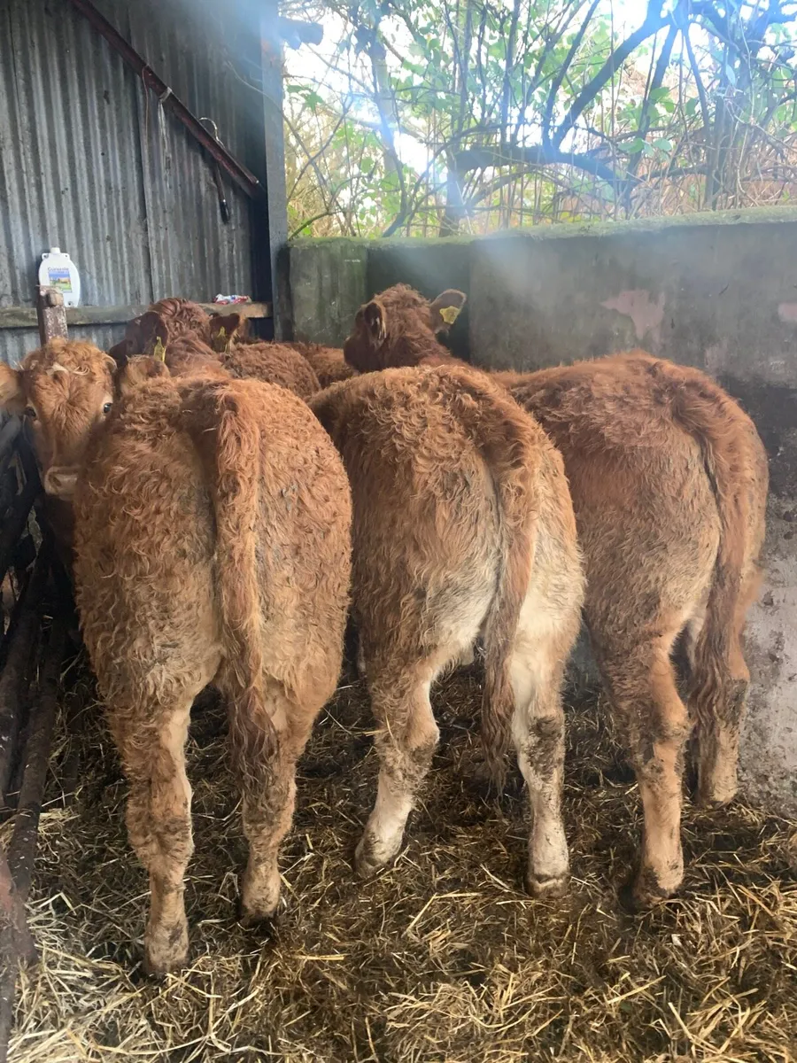 8 Super Quality LMX Heifers for sale - Image 1
