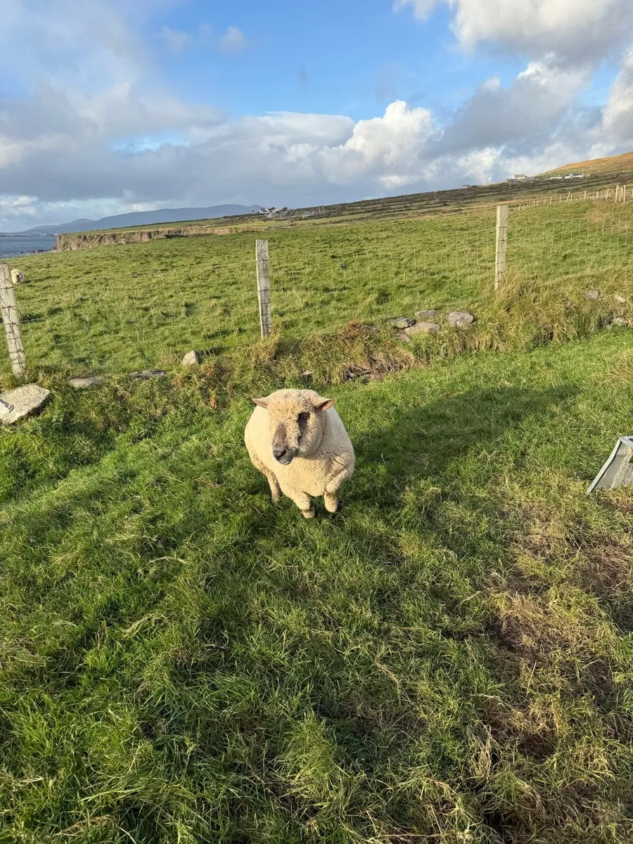 Rams - Image 2