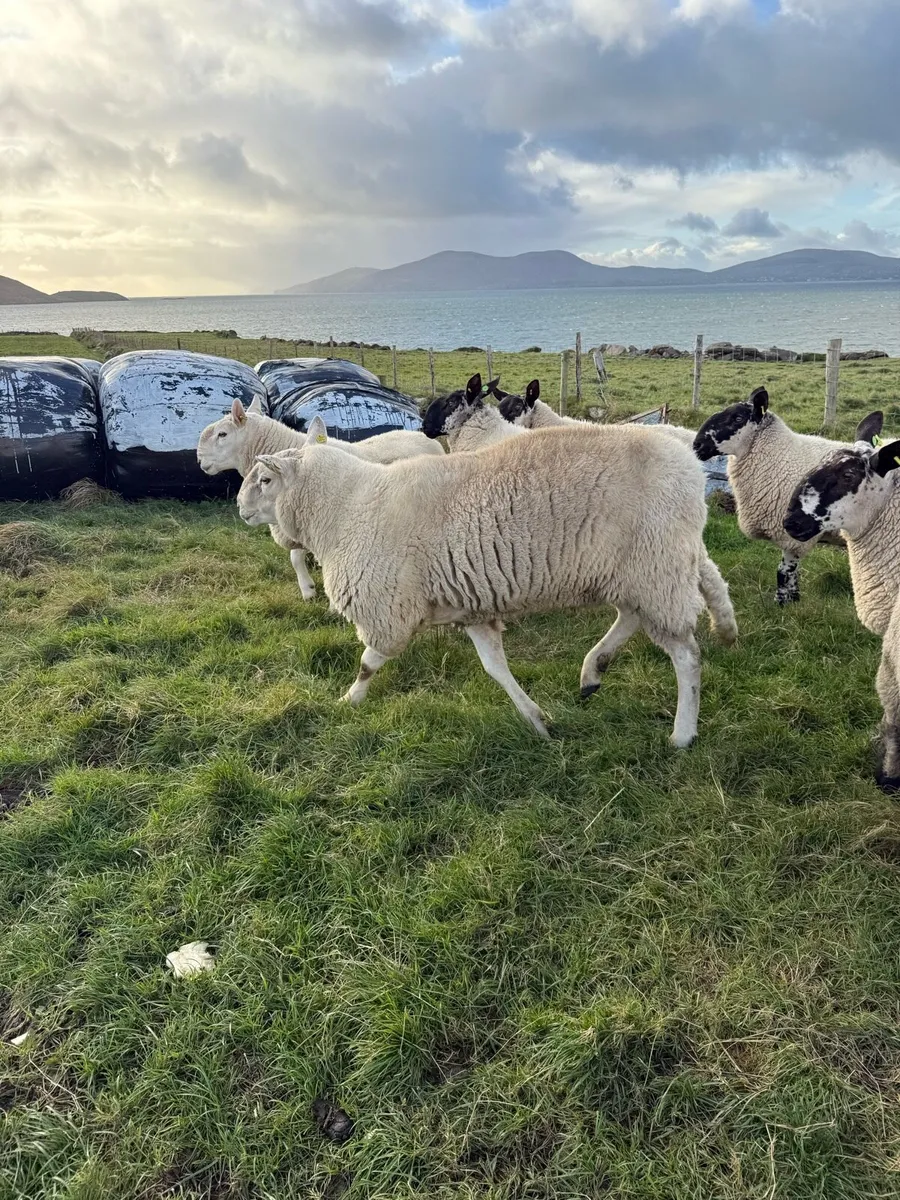 Rams - Image 4