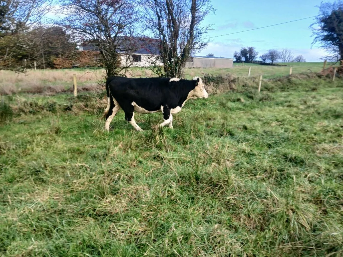 Springer - Image 1