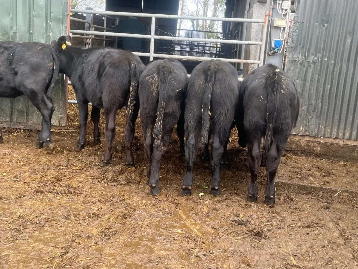 14 super  Angus store bullocks - Image 1