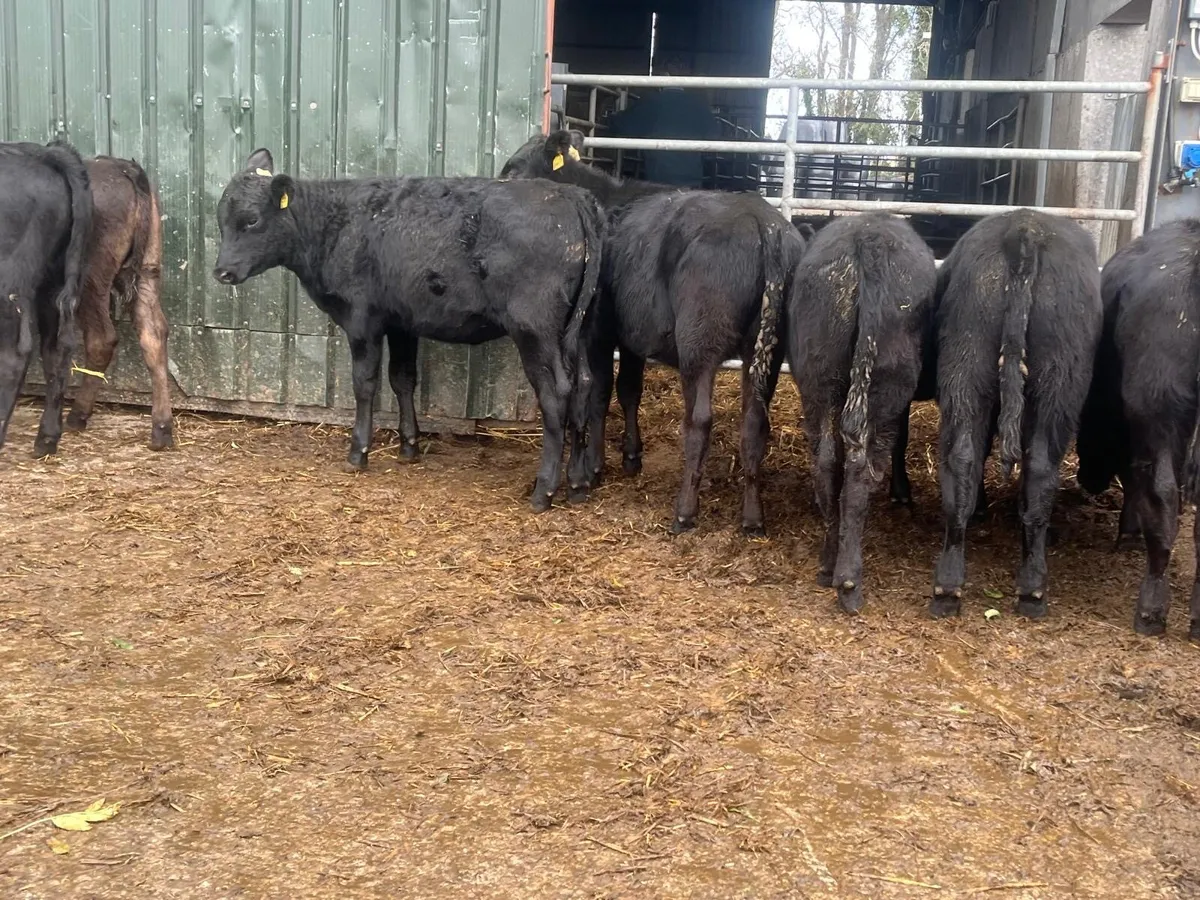 14 super  Angus store bullocks - Image 2