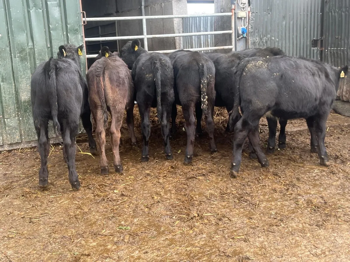 14 super  Angus store bullocks - Image 3