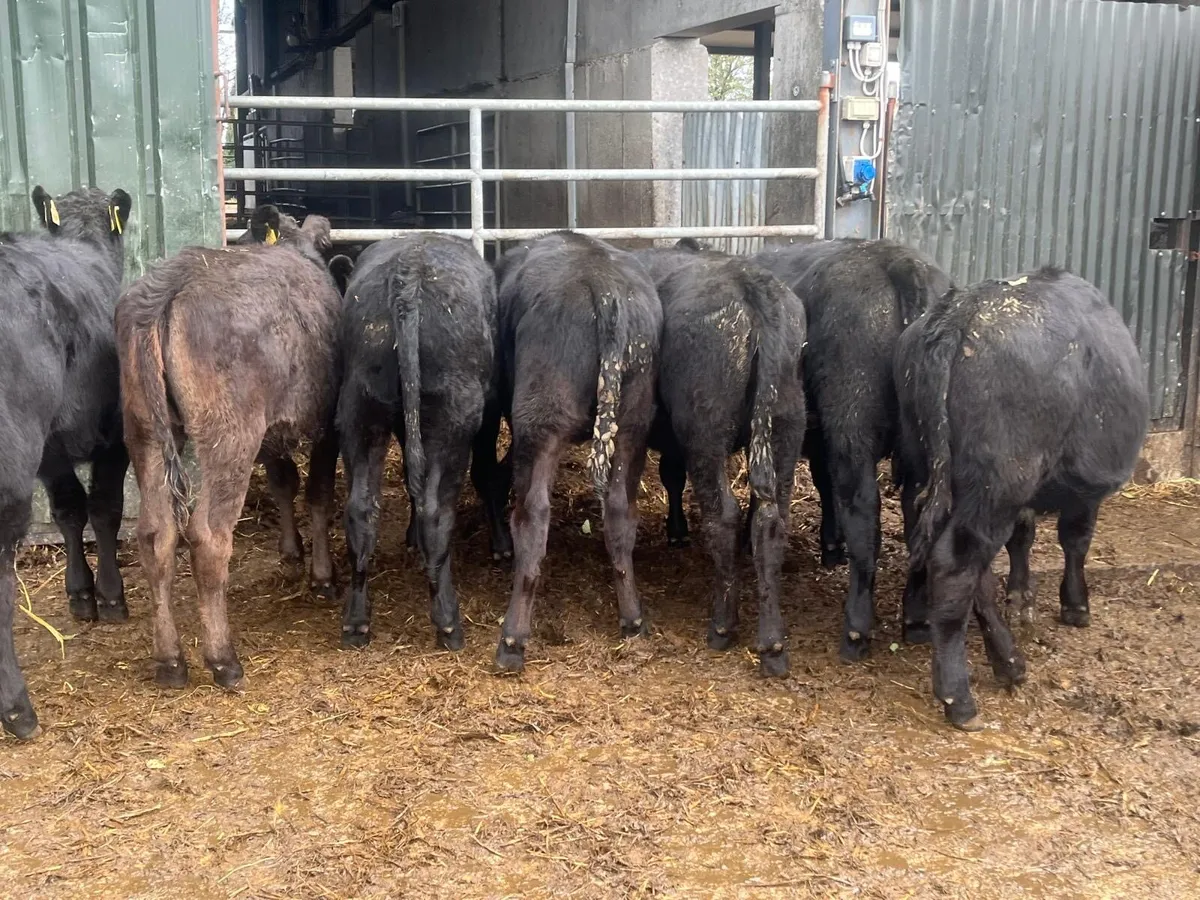 14 super  Angus store bullocks - Image 4