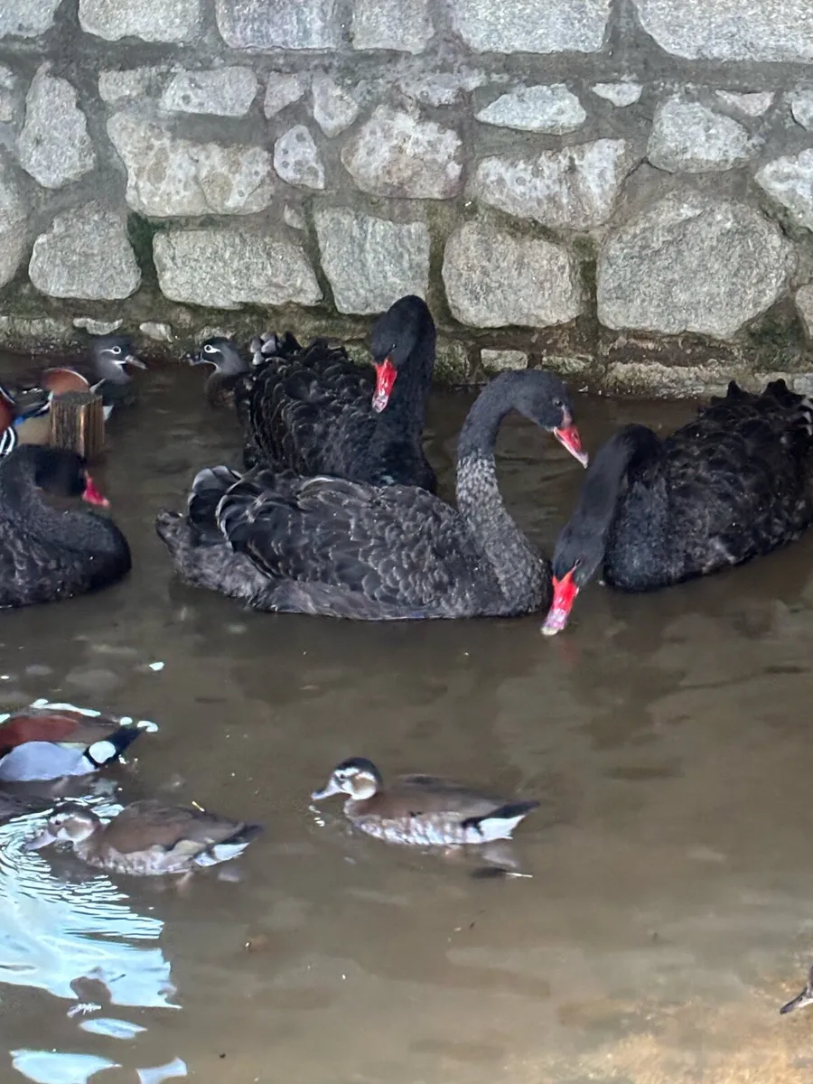 Ducks and swans - Image 4