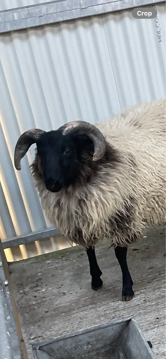 SIS hill lambs - Image 1