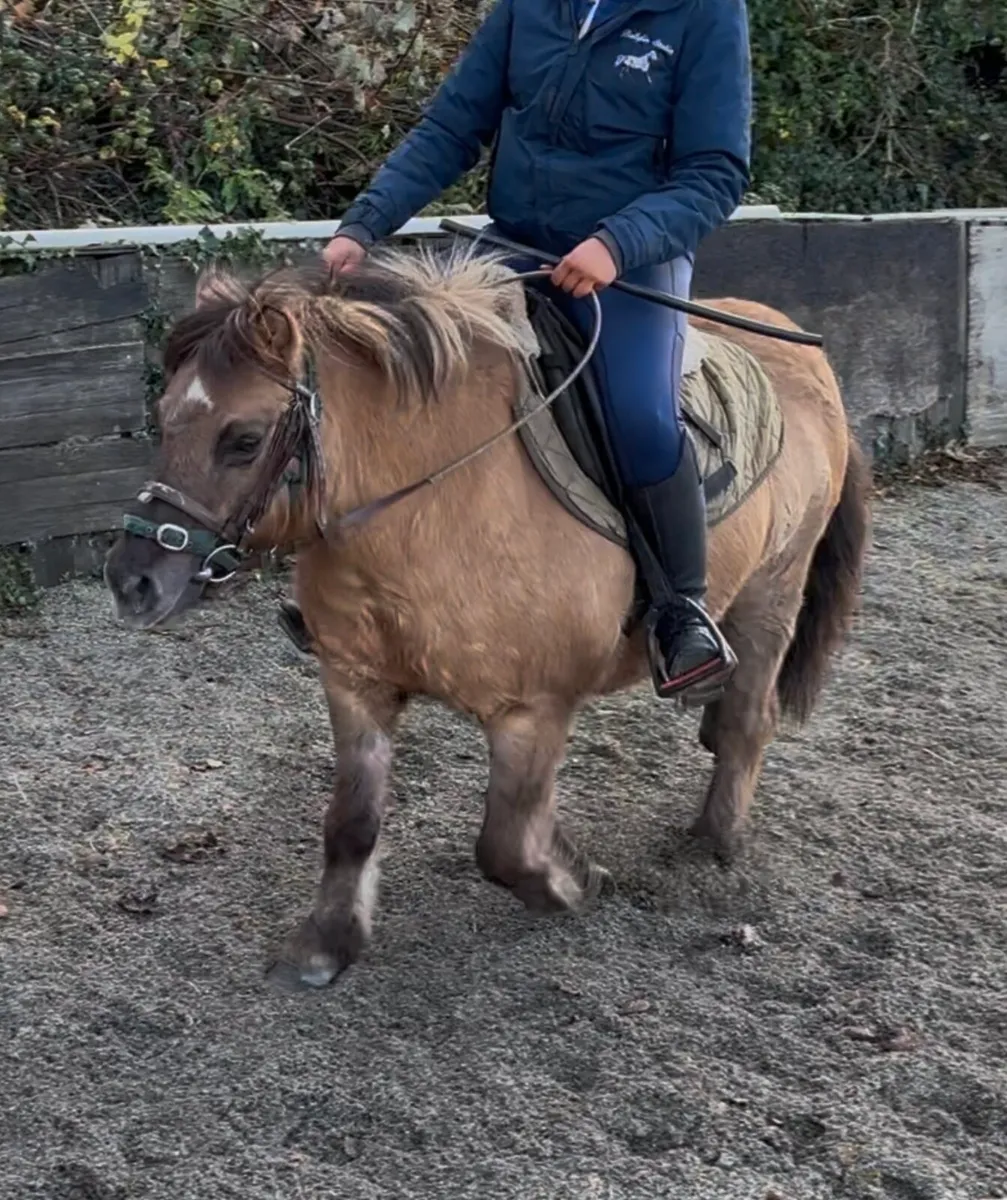 STUNNING LOOKING L/R PONY - Image 2