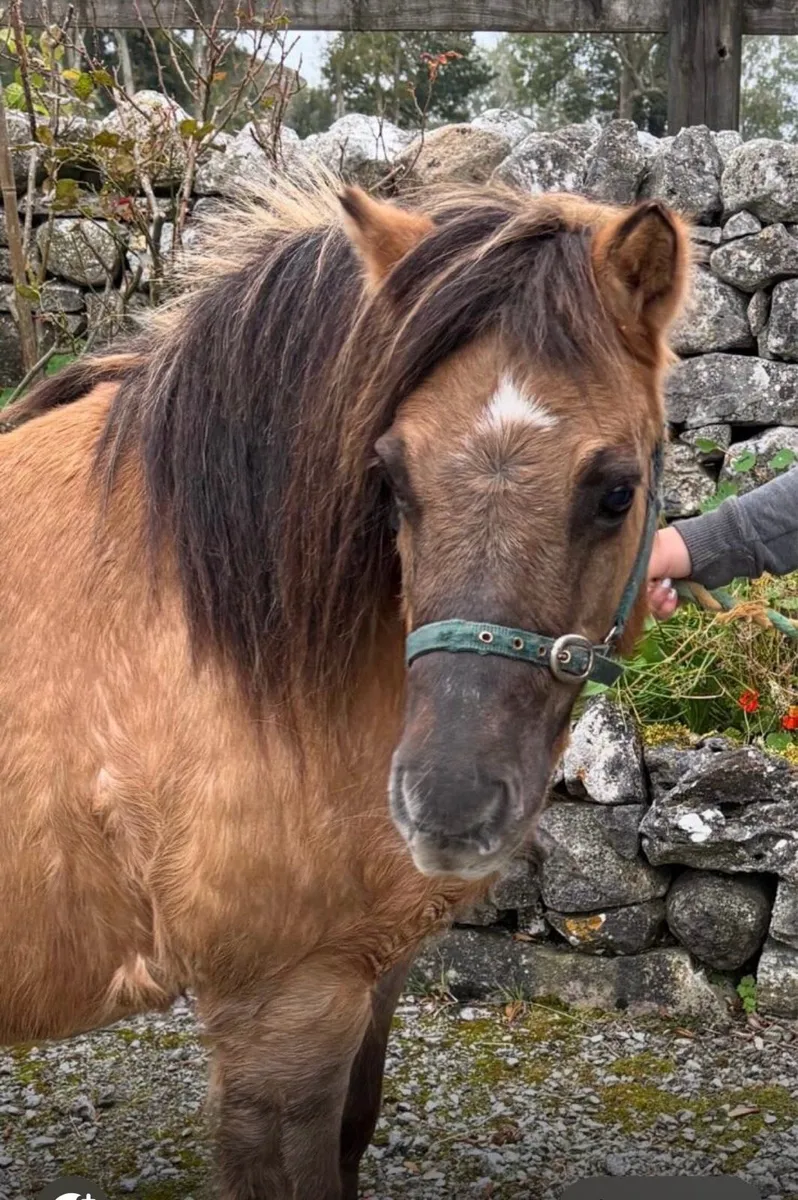 STUNNING LOOKING L/R PONY - Image 3