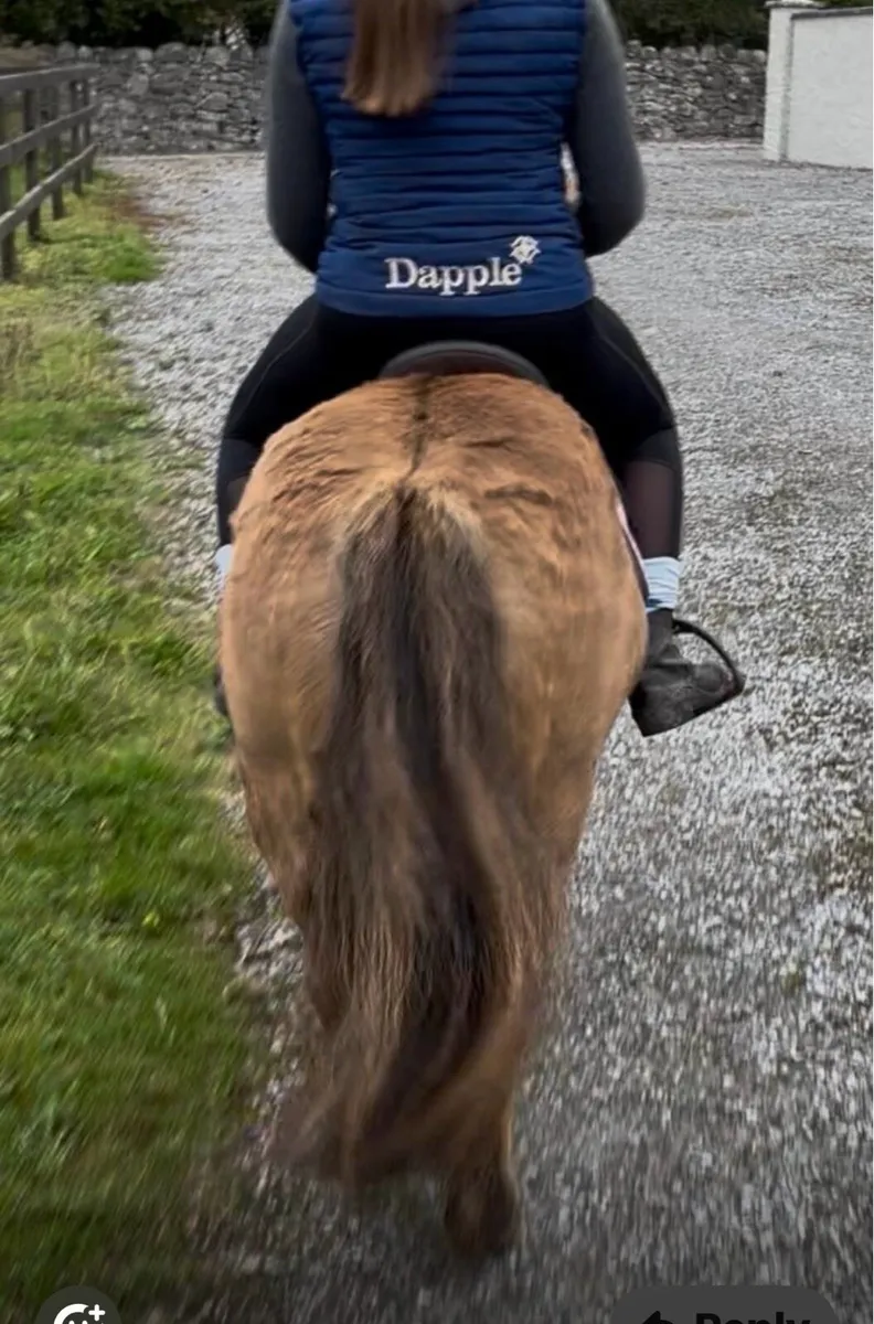 STUNNING LOOKING L/R PONY - Image 4