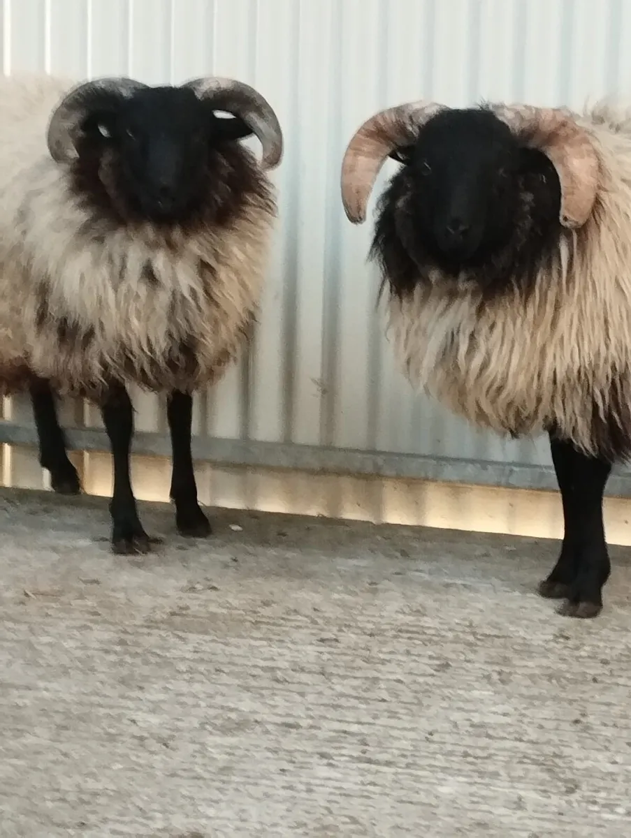 SIS hill lambs - Image 2