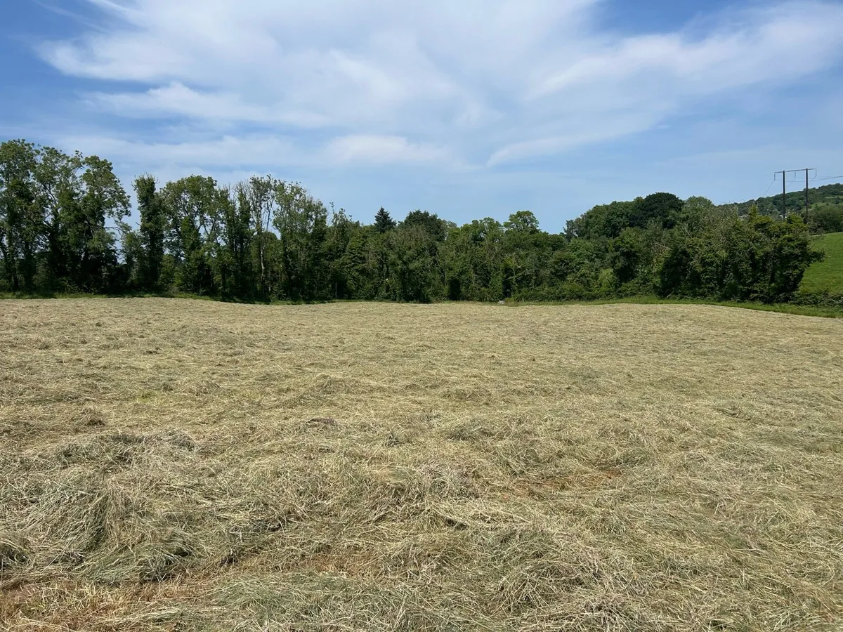 Top quality organic hay. Round and square bales. - Image 2