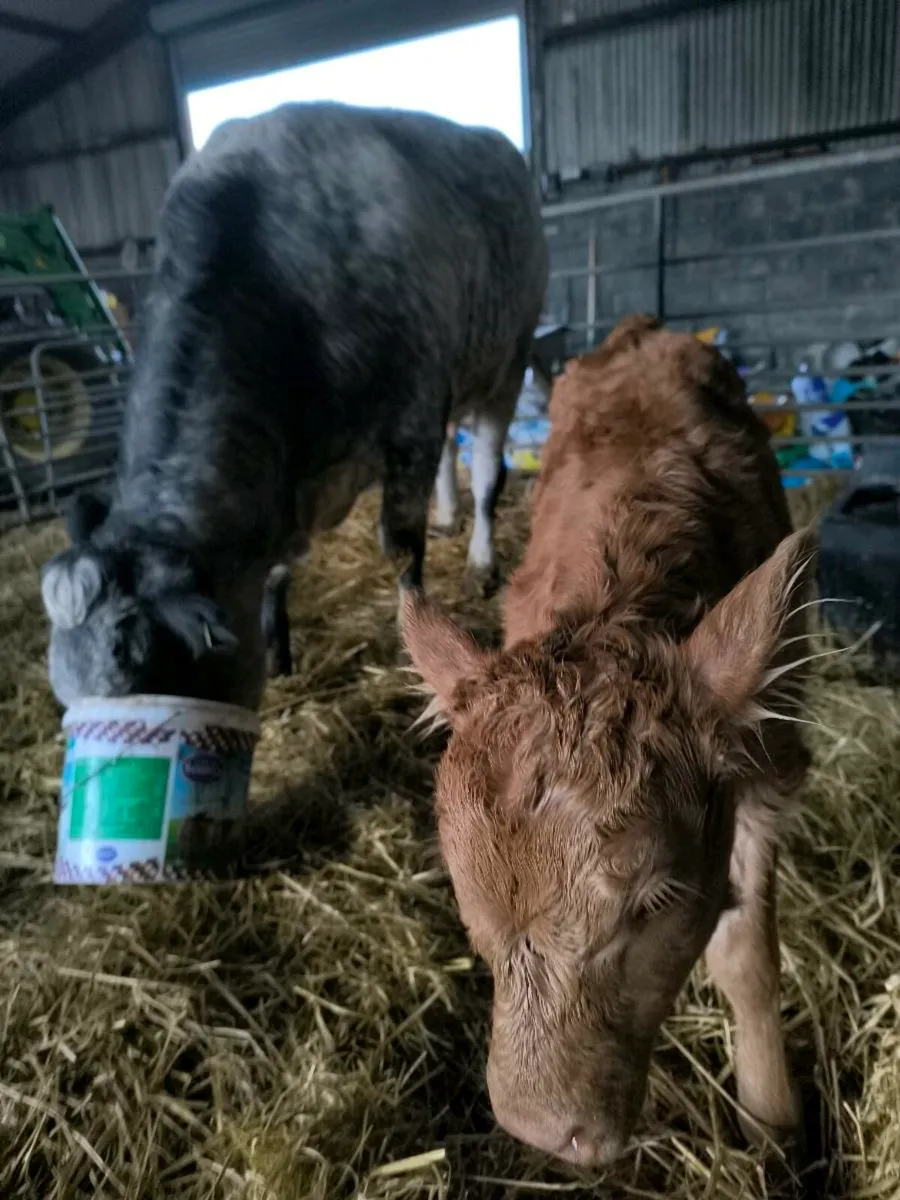Springer calved last night - Image 3