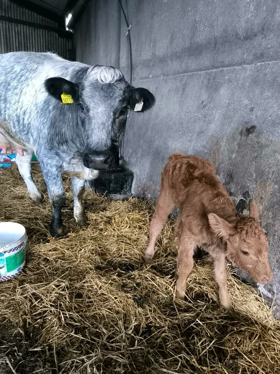 Springer calved last night - Image 4
