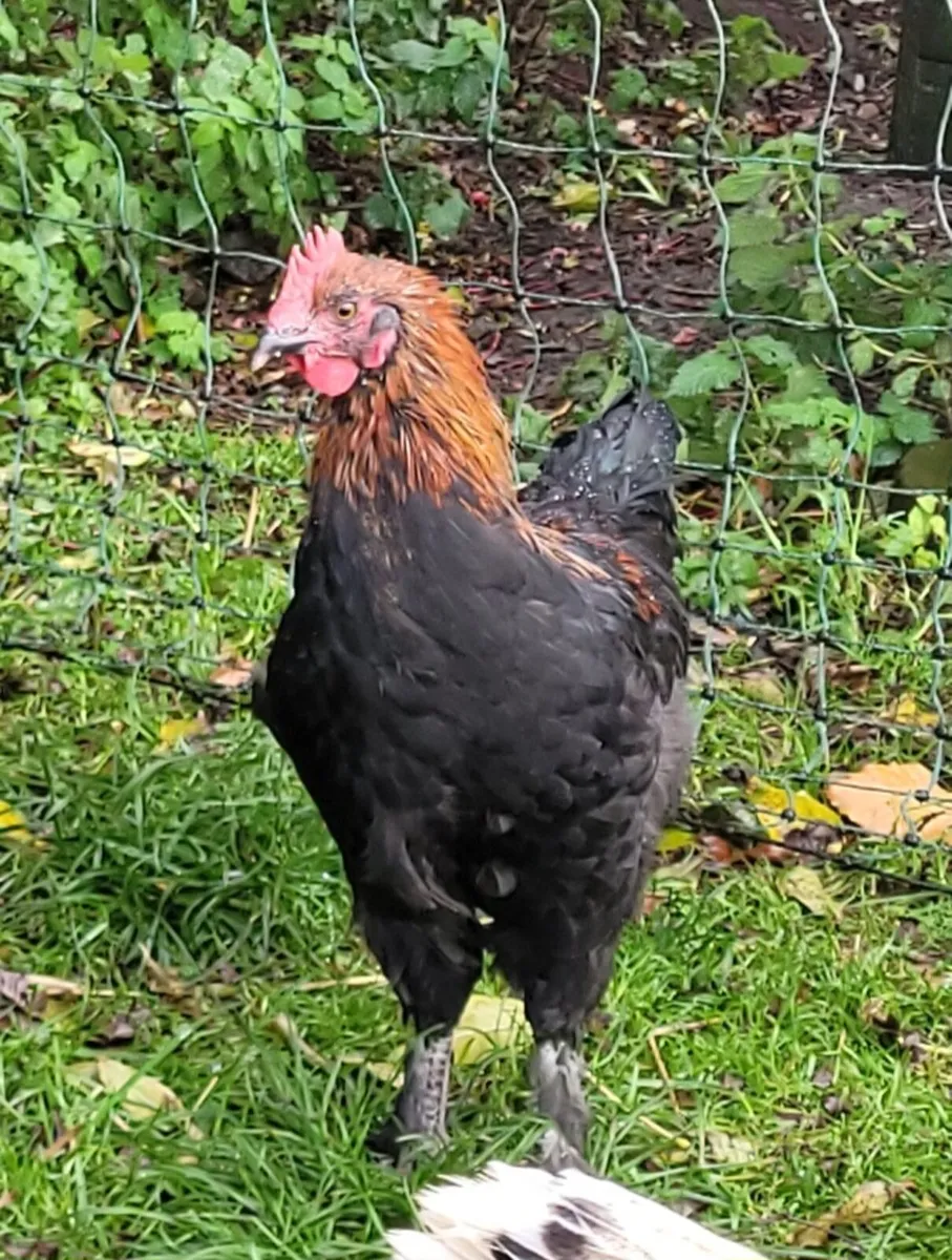 Young French Copper Marans rooster - Image 1