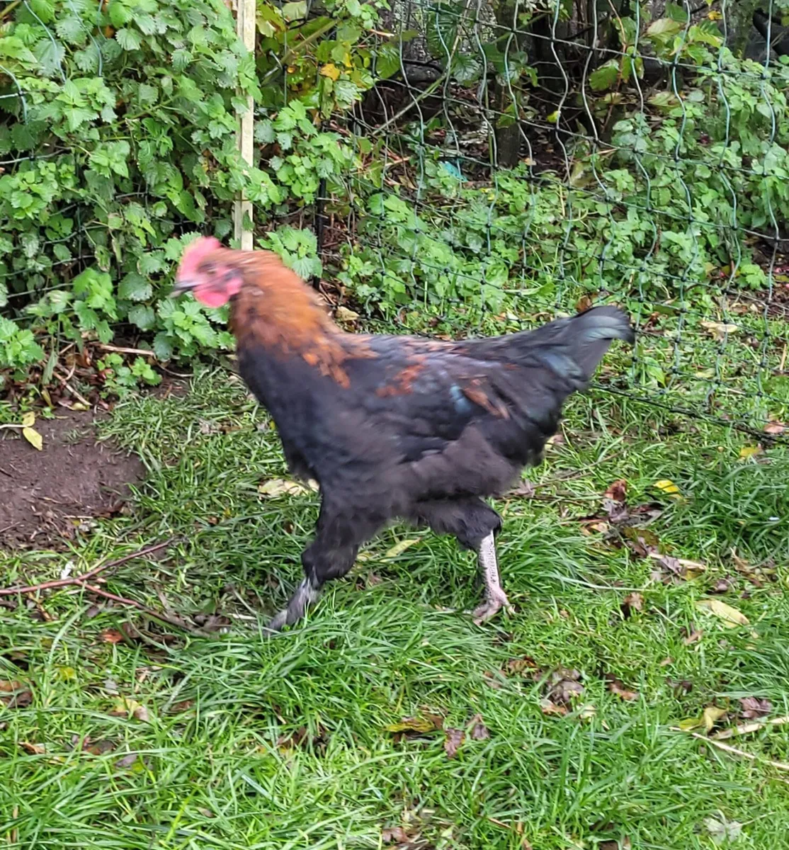 Young French Copper Marans rooster - Image 2
