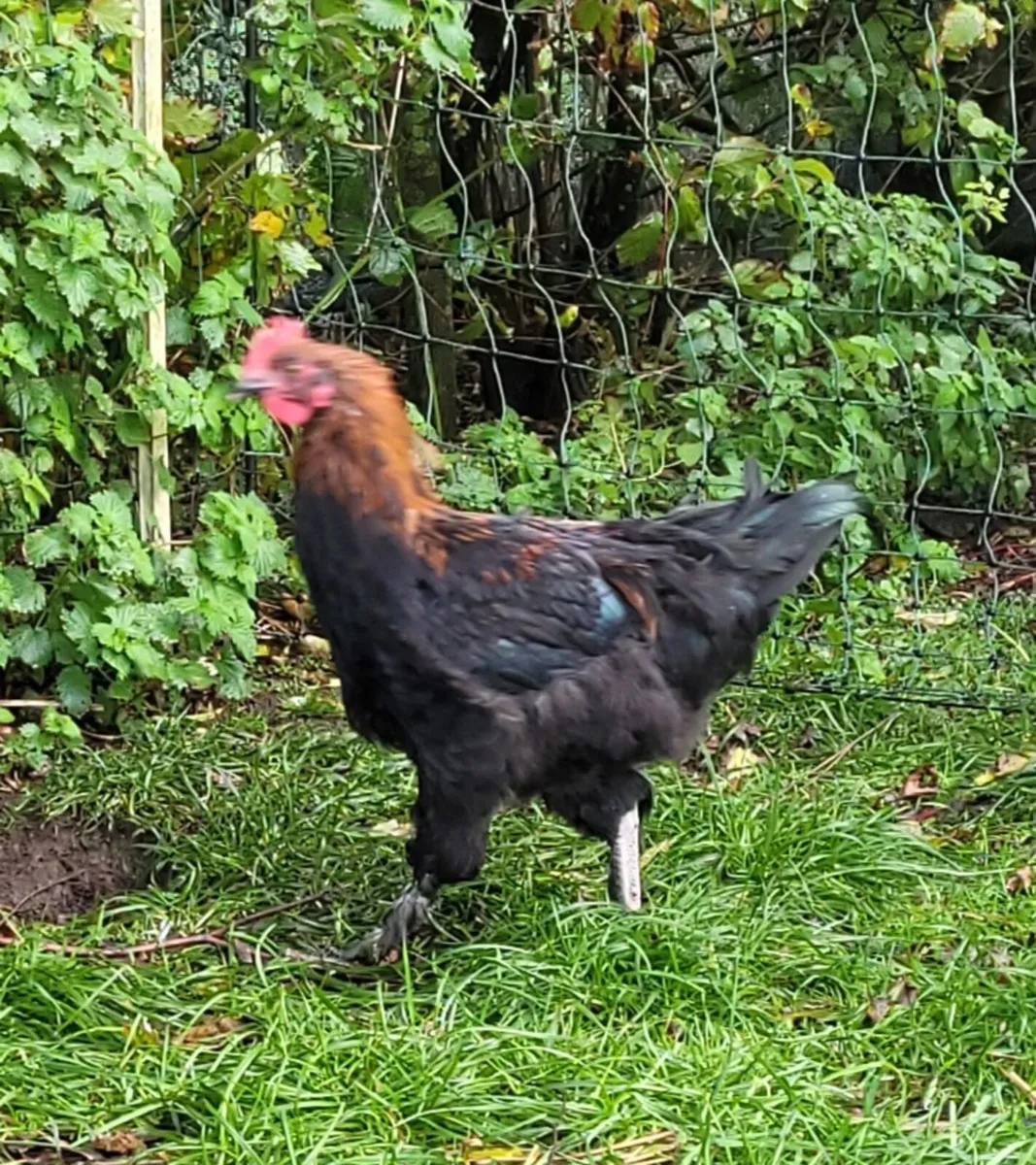 Young French Copper Marans rooster - Image 3