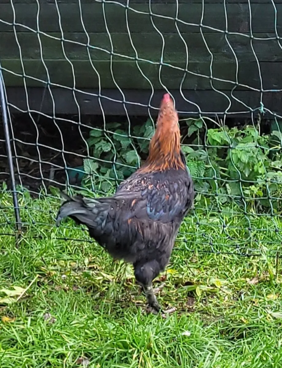 Young French Copper Marans rooster - Image 4
