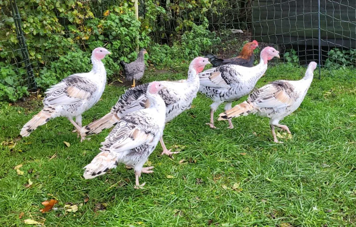 Young purebred Royal Palm (Crollwitzer) turkeys - Image 1