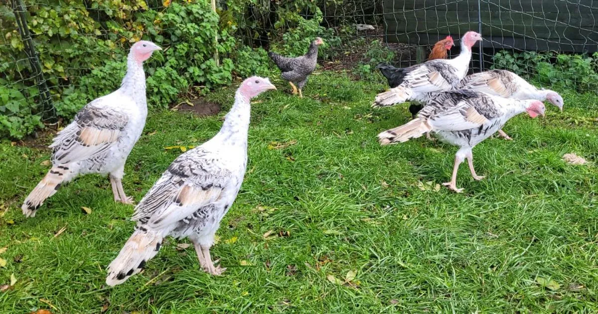 Young purebred Royal Palm (Crollwitzer) turkeys - Image 2
