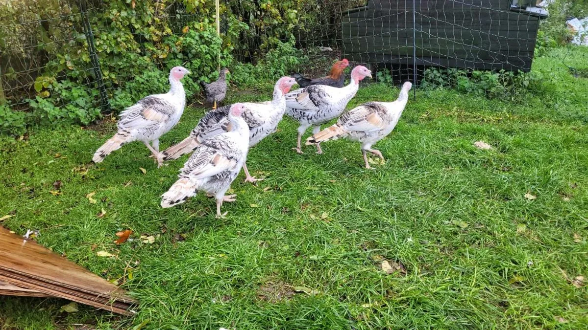 Young purebred Royal Palm (Crollwitzer) turkeys - Image 3