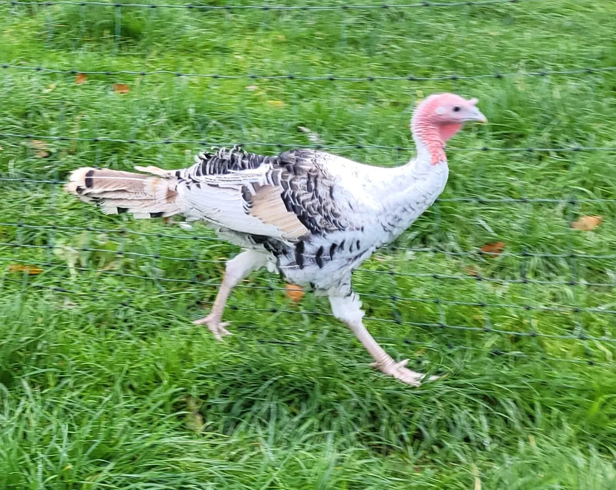 Young purebred Royal Palm (Crollwitzer) turkeys - Image 4