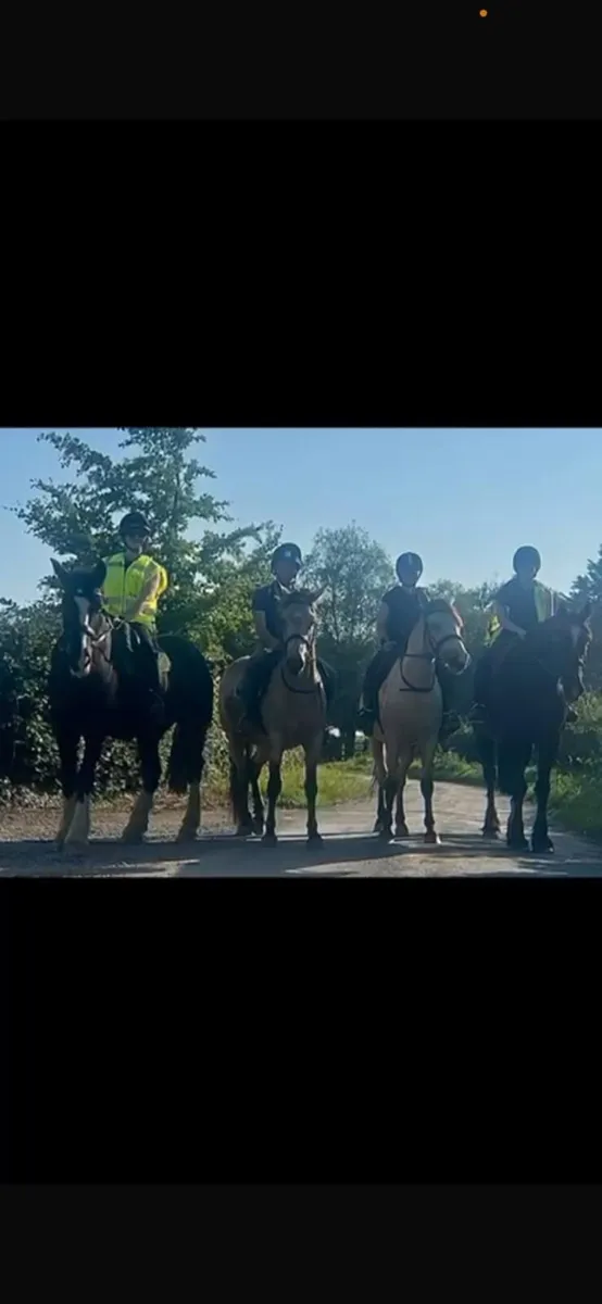Connemara 4yr Old Gelding - Image 3