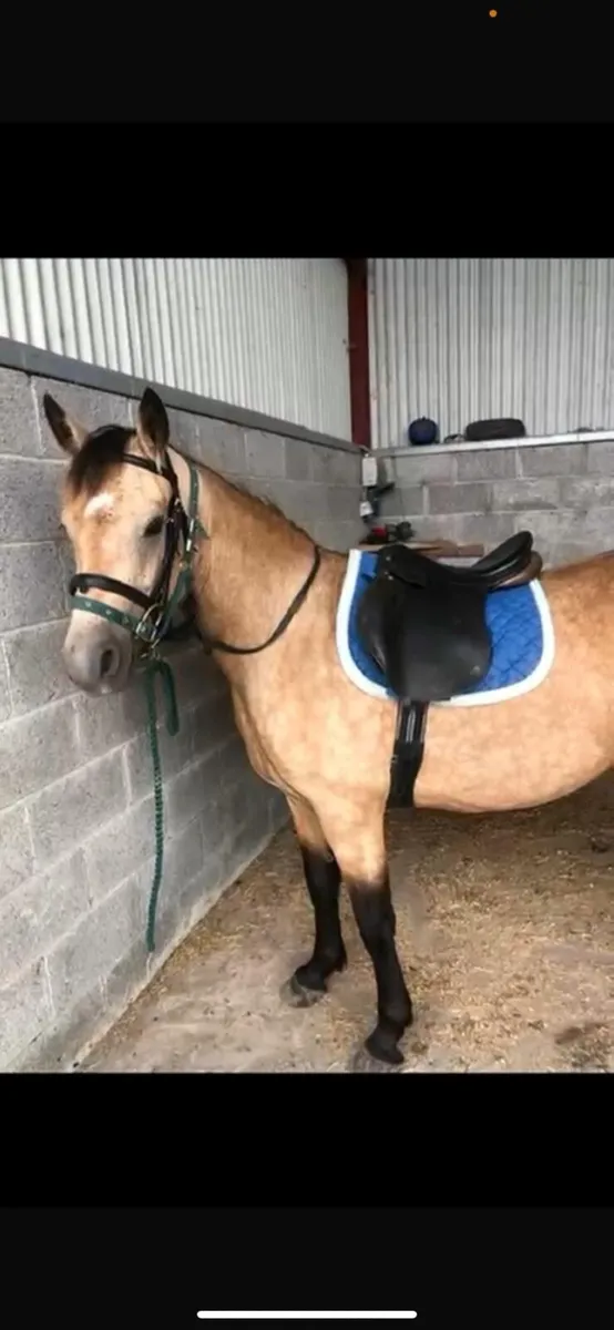 Connemara 4yr Old Gelding - Image 4