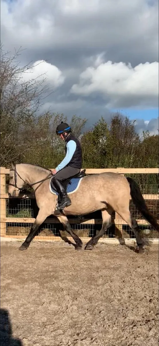 Connemara 4yr Old Gelding - Image 1