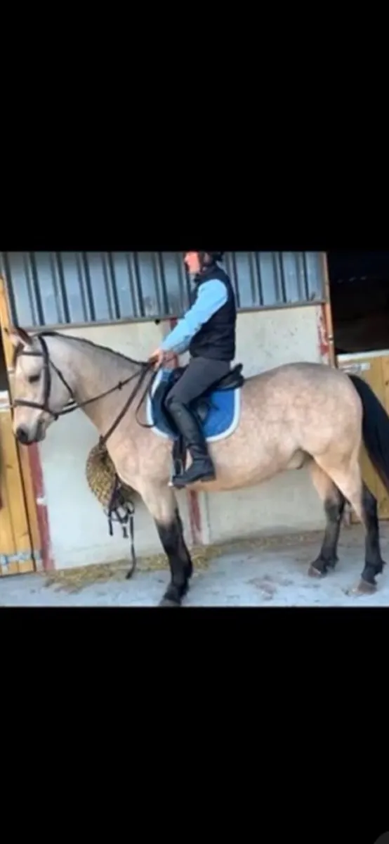 Connemara 4yr Old Gelding - Image 2