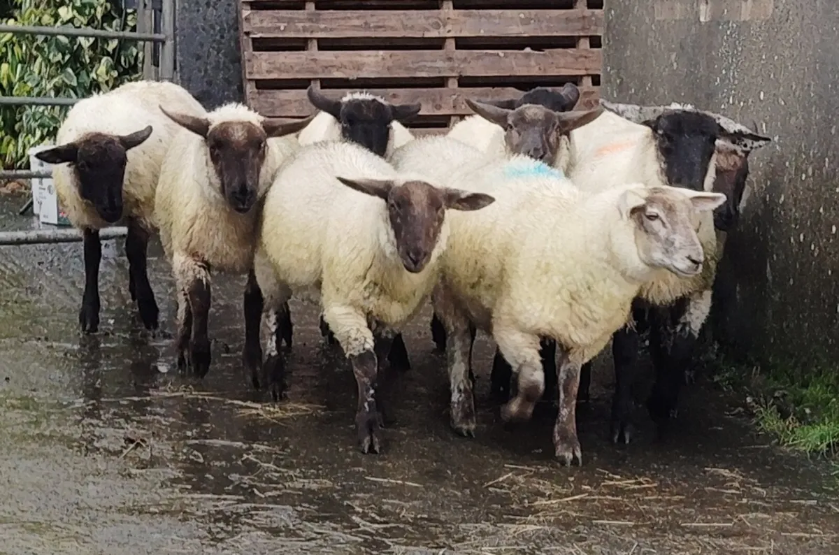 Lambs 9,  weather suff x - Image 1