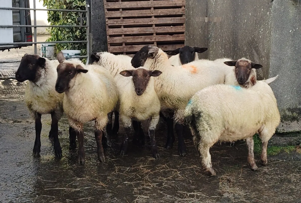 Lambs 9,  weather suff x - Image 2