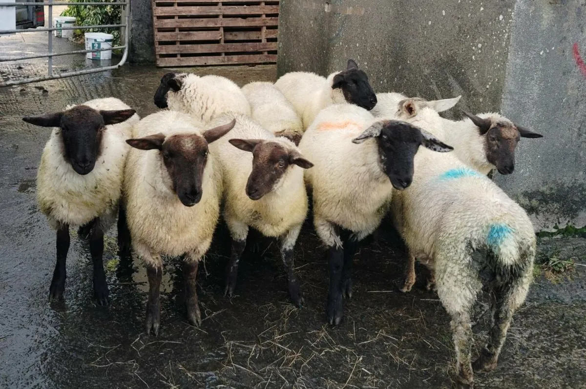 Lambs 9,  weather suff x - Image 3