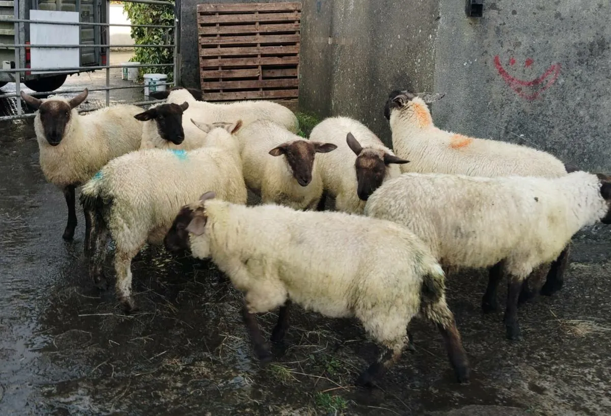 Lambs 9,  weather suff x - Image 4