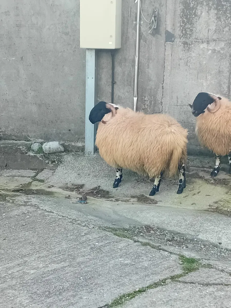 Ram lambs - Image 1