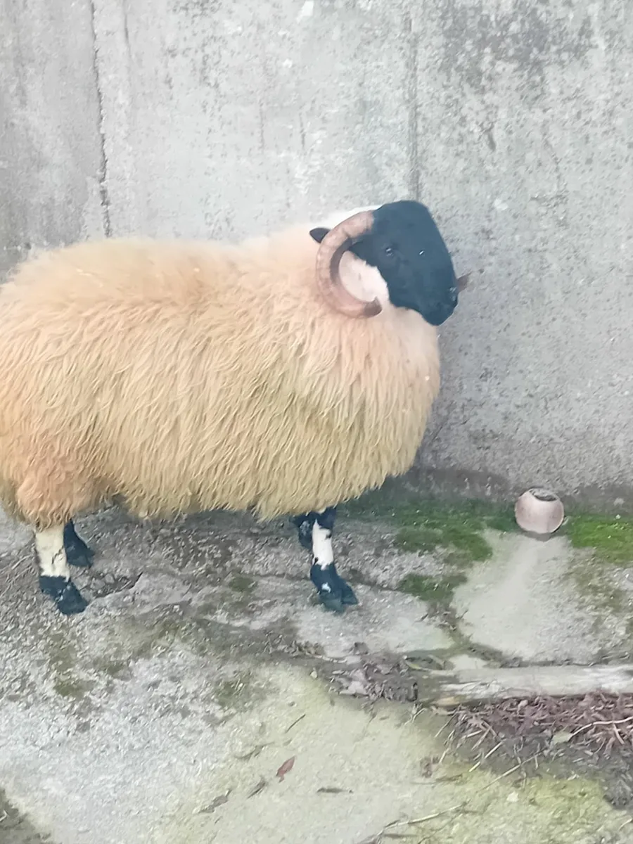 Ram lambs - Image 2