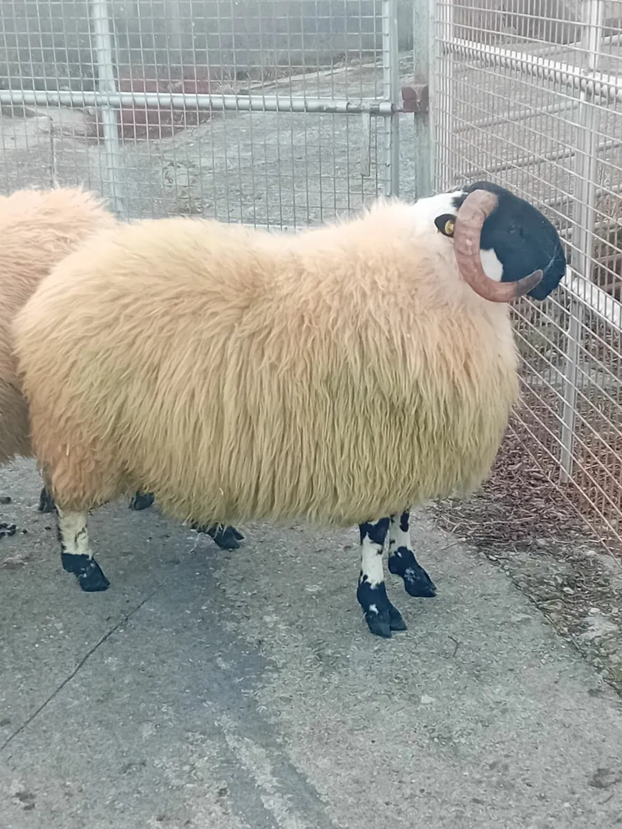 Ram lambs - Image 3