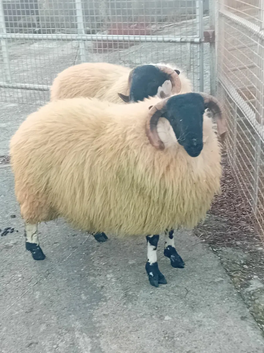 Ram lambs - Image 4