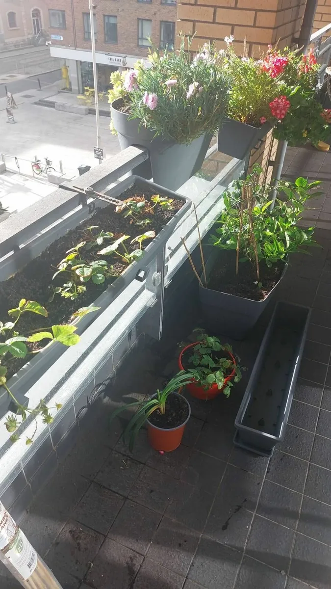 Big group of pots and flowers/plants - Image 2