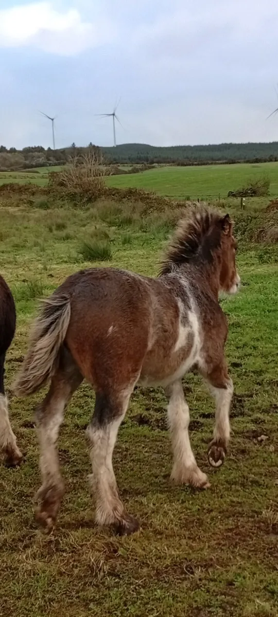 Colt foal - Image 2