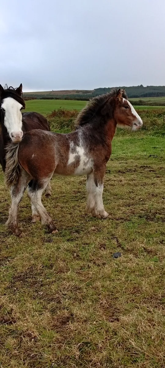 Colt foal - Image 3