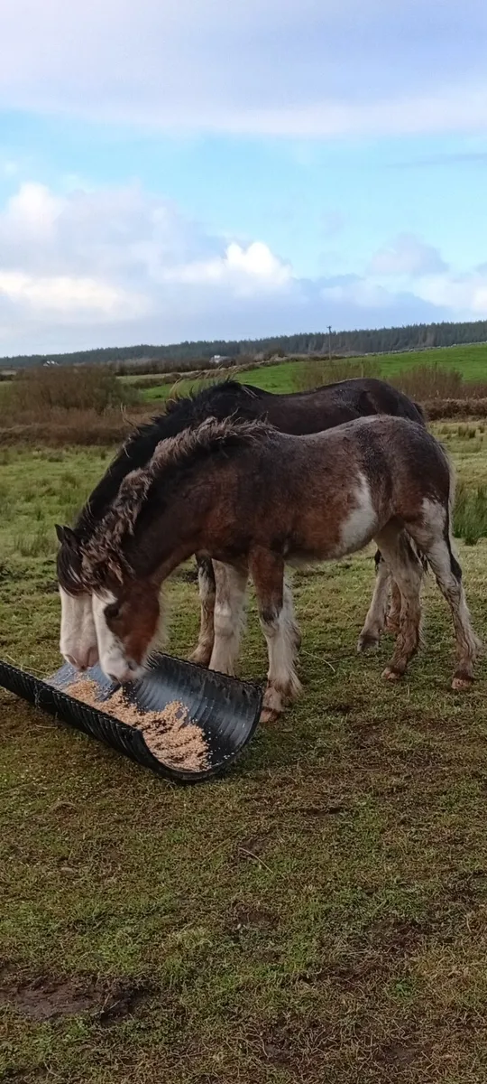Colt foal - Image 4