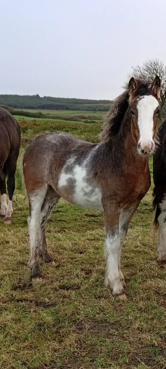 Colt foal - Image 1