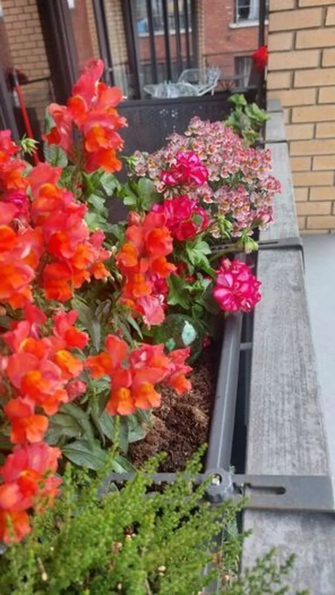 Big group of pots and flowers/plants - Image 3
